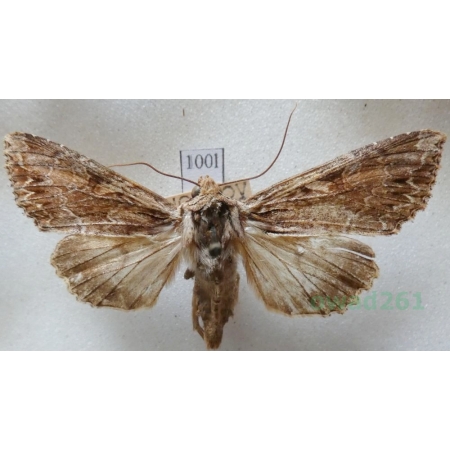 Apamea monoglypha (Hufnagel, 1766) Sówka wróblówka Czech100l
